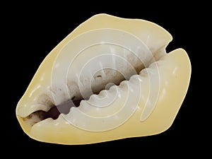 Seashell cowrie, cyprea, toothed side