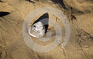 Seashell on Crystal Cove State Park Beach, Southern California.