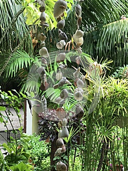 Seashell decoration on tree