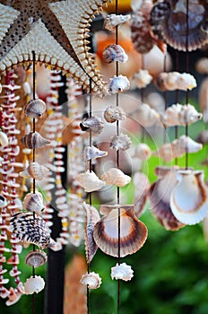 Seashell decorations
