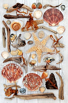 Seashell and Driftwood Abstract Art