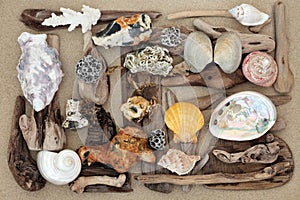 Seashell Driftwood and Rock Abstract