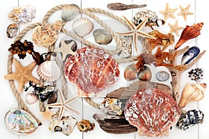 Seashell Driftwood Rock and Seaweed Collage