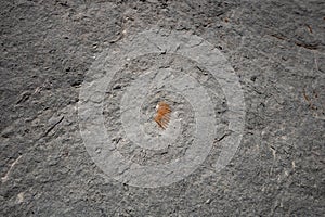 Seashell embedded in limestone rock