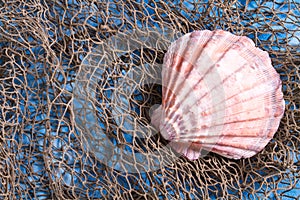 Seashell on fishing net