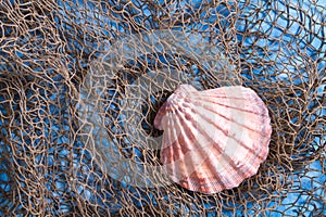 Seashell on fishing net