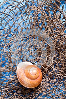 Seashell on fishing net