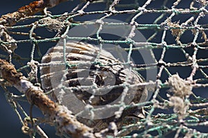 Seashell in a fishing net