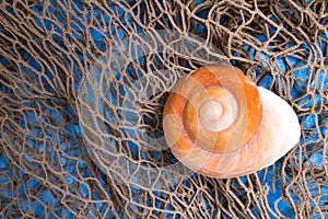Seashell on fishing net