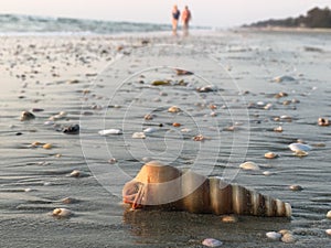 Seashell in focus on the seashore