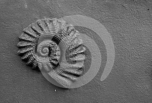 Seashell fosil on the wall