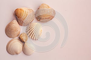 Seashell frame on white background