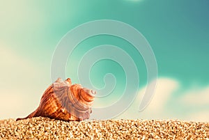 Seashell on golden beach sand