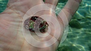 Seashell of Green ormer or Ear shell (Haliotis tuberculata) on the hand of a diver, Aegean Sea