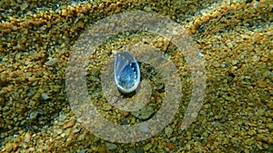 Seashell of Green ormer or Ear shell Haliotis tuberculata on sea bottom, Aegean Sea