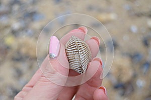 Seashell in hand