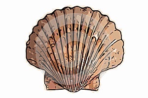 Seashell illustration