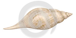 Seashell Isolated