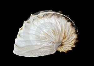 Seashell isolated on black background