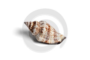 Seashell isolated on white background