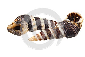 Seashell isolated on white background