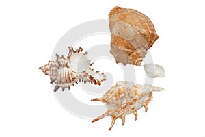 Seashell isolated on the white background