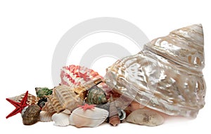 Seashell isolated on white background