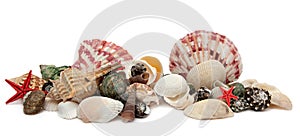 Seashell isolated on white background