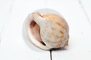 Seashell on white