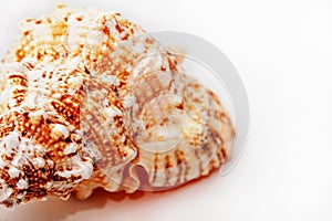 Seashell. Just Above The Frame Are Various Animal Shells
