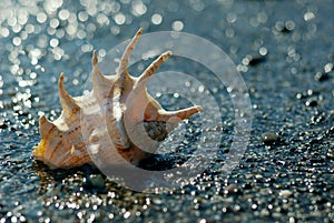 Seashell of lambis truncata on the shingle beach