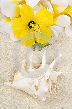 Seashell and Lei on the Beach
