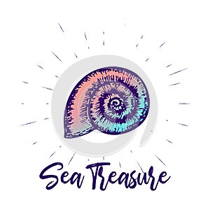 Seashell and lettering vector design. Sea creature summer hand drawn print.