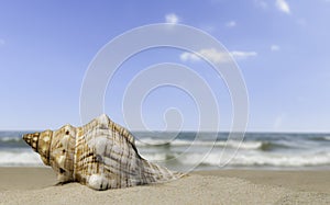 Seashell like a trumpet on the seashore with sea waves and blue sky