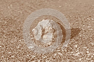 Seashell lying at seashore