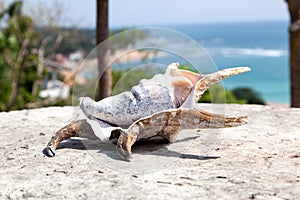 A seashell is lying on a stony table