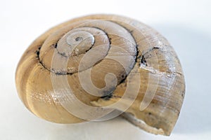 seashell, macro photo. The golden ratio spiral is clearly present.