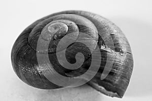 seashell, macro photo. The golden ratio spiral is clearly present.