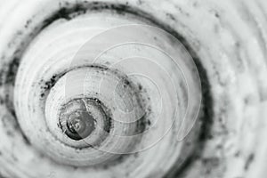 seashell, macro photo. The golden ratio spiral is clearly present.