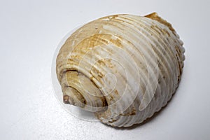 seashell, macro photo. The golden ratio spiral is clearly present.