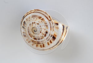 seashell, macro photo. The golden ratio spiral is clearly present.