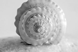 seashell, macro photo. The golden ratio spiral is clearly present.