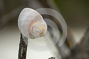 Seashell Macro, Spiraled seashell on a tree at the beach