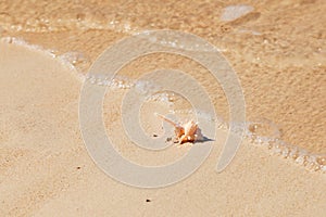 Seashell macro view on sand beach