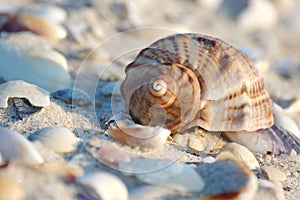 Seashell of marine mollusc rapana venosa photo