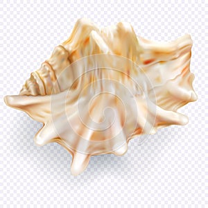 Seashell mollusk on a transparent background