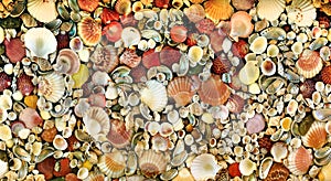 Seashell mosaic