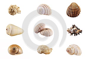 Seashell mosaic collection