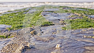 Seashell on a moss covered breakwater