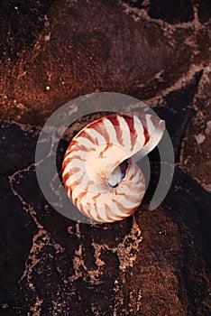 Seashell nautilus on stone beach under sunrise sun light